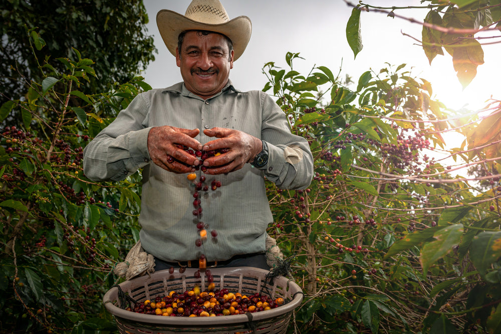 A Comprehensive Guide to Guatemalan Coffee